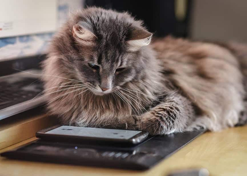 Neugierige, flauschige Katze untersucht ein Smartphone