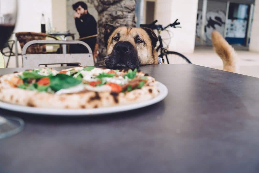 Lustiger süßer Hund steht hungrig neben einem Tisch mit einer leckeren Pizza und wartet darauf, gefüttert zu werden, süßer Hund starrt auf köstlichen italienischen Mozarella mit Tomaten und Basilikum auf Restaurantterasse