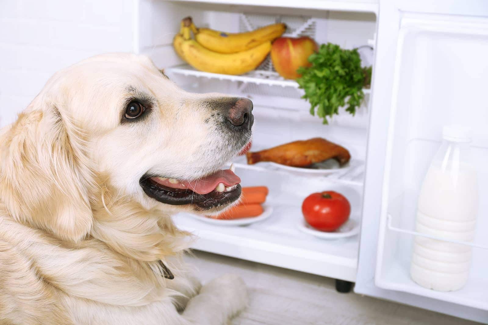 Ein Golden Retriever sitzt in der Nähe des offenen Kühlschranks mit Obst und Gemüse darin