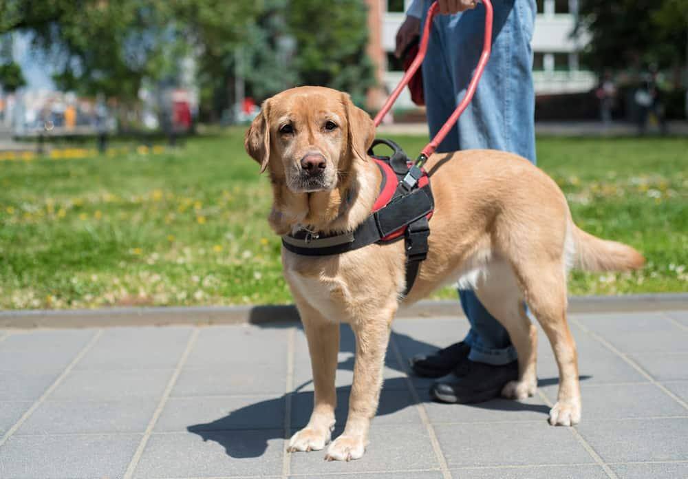 Begleithund hilft einem blinden Mann in der Stadt