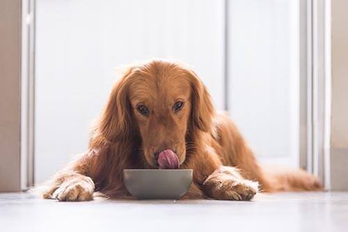 Ein Golden Retriever, der im Liegen aus einer Schüssel isst