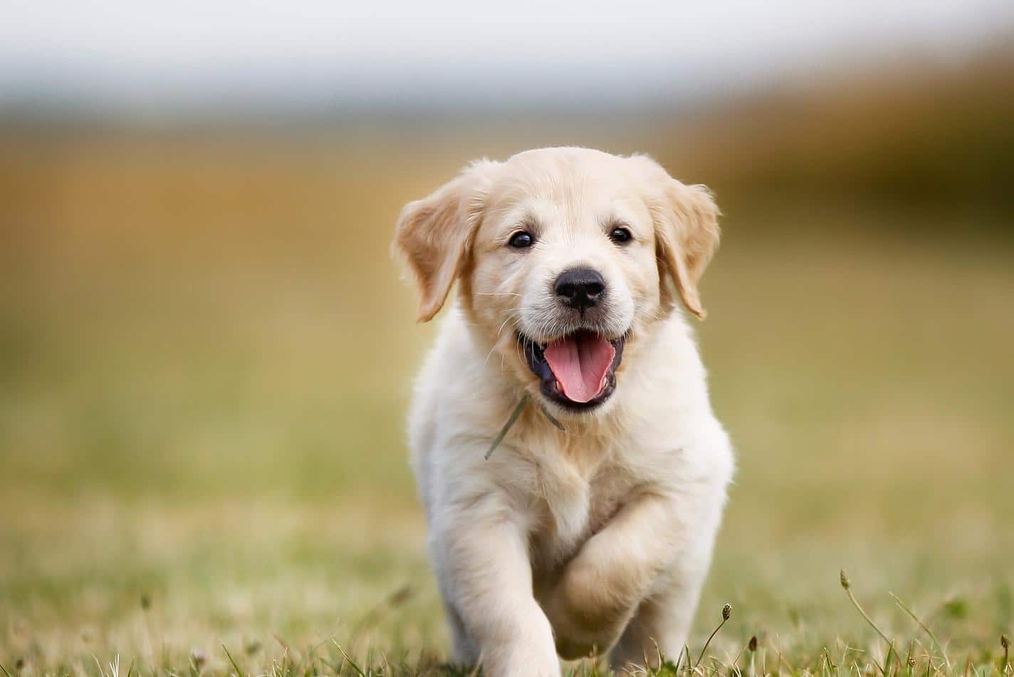 Golden Retriever Welpe mit Lächeln auf dem Gesicht rennt raus.