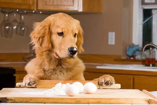 Golden Retriever steht auf, um die Küchentheke mit Backutensilien und Eiern zu untersuchen.