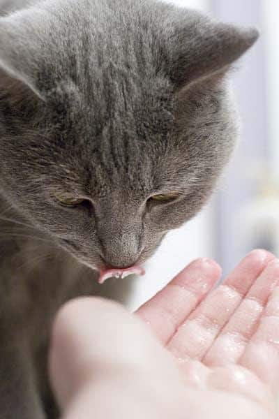 Graue Katze leckt etwas von einer menschlichen Hand.