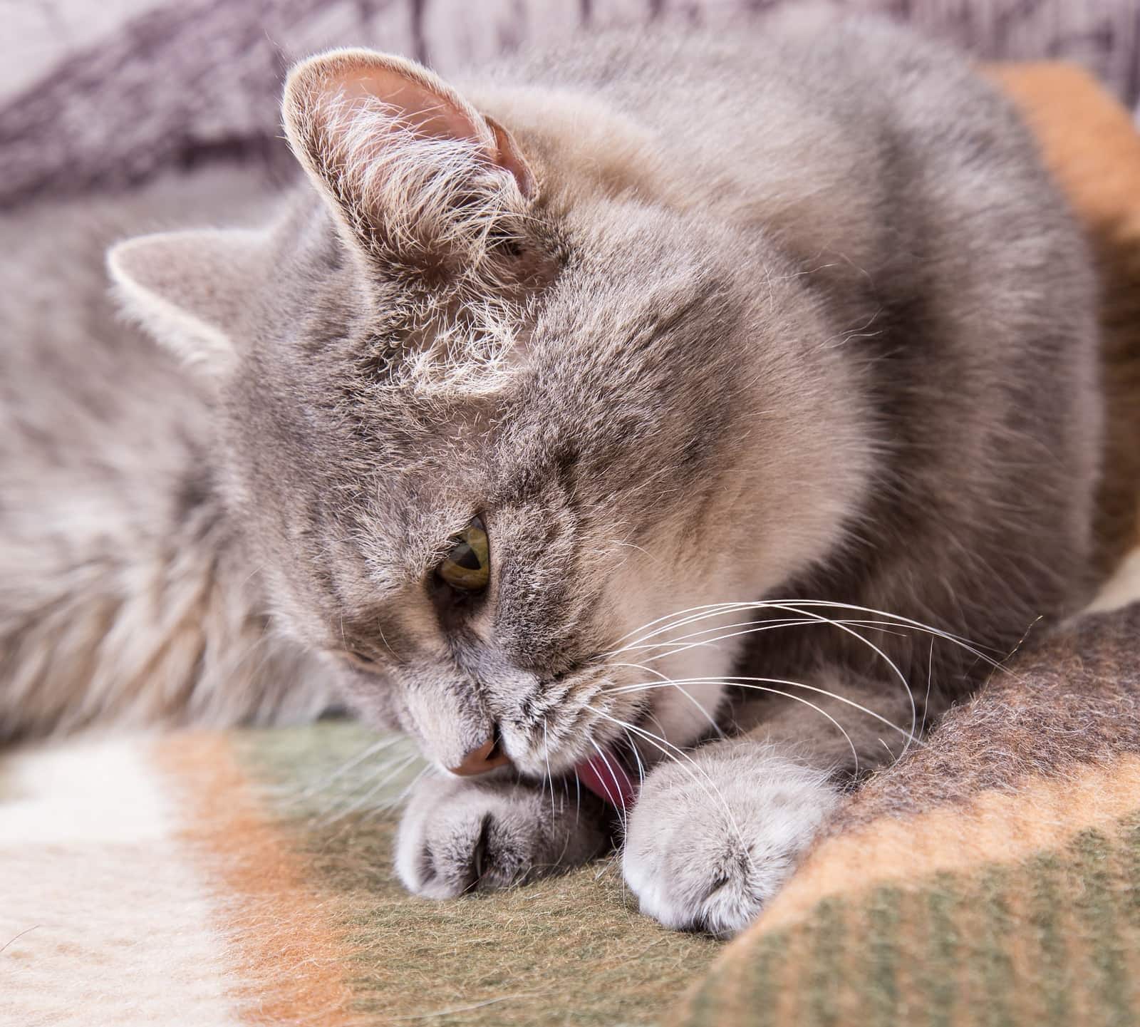 Graue Katze liegt auf einer karierten Decke und leckt ihre Pfoten.