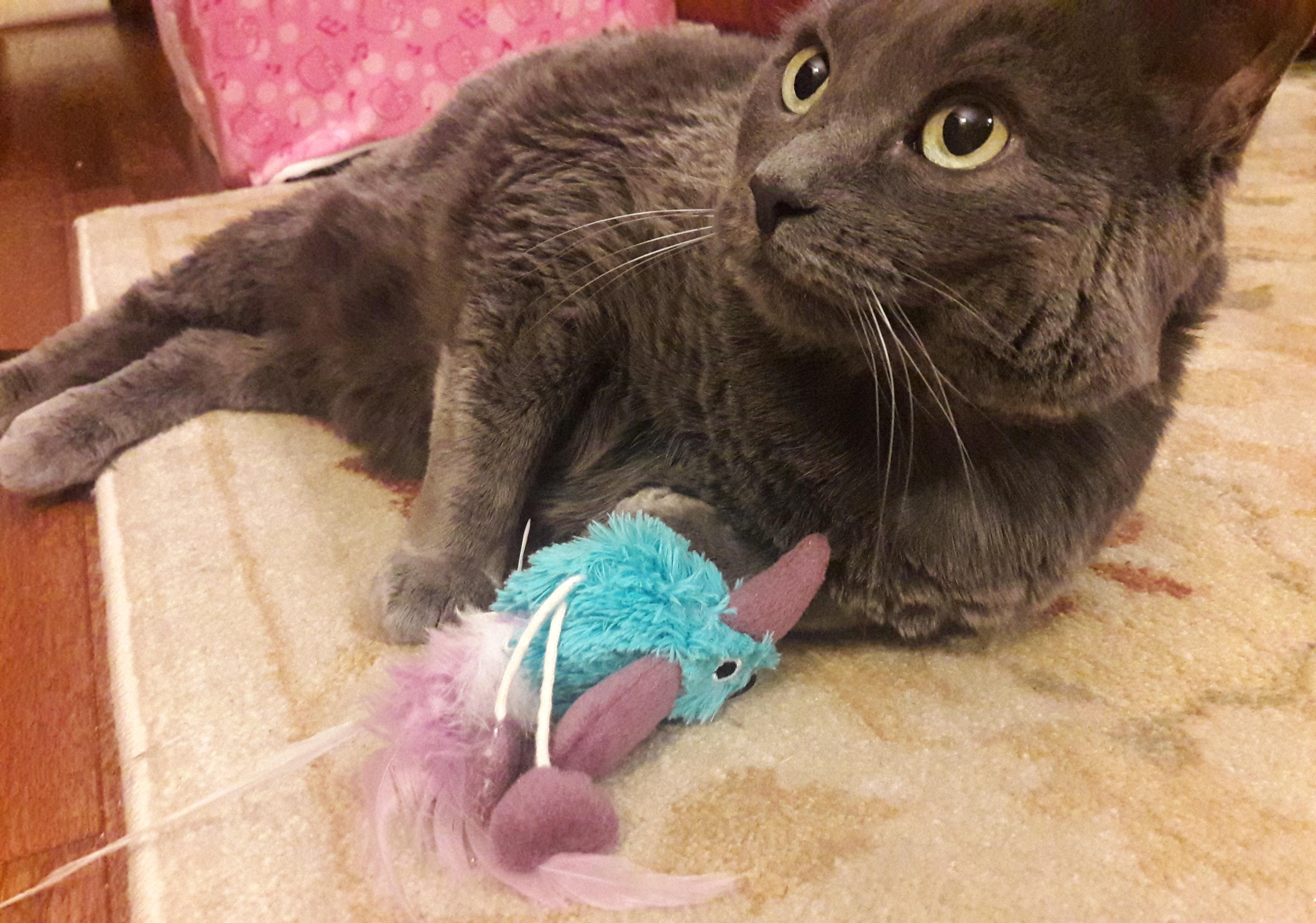 graue Katze spielt mit blauem Spielzeugvogel an einer Schnur