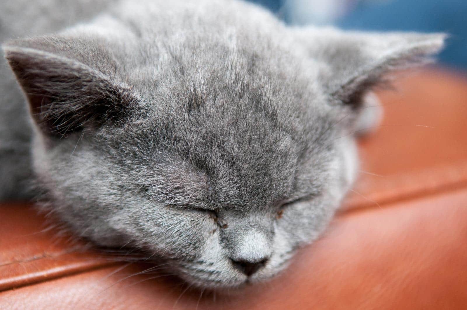 Graue Katze schläft auf dem Rand eines braunen Ledersofas.