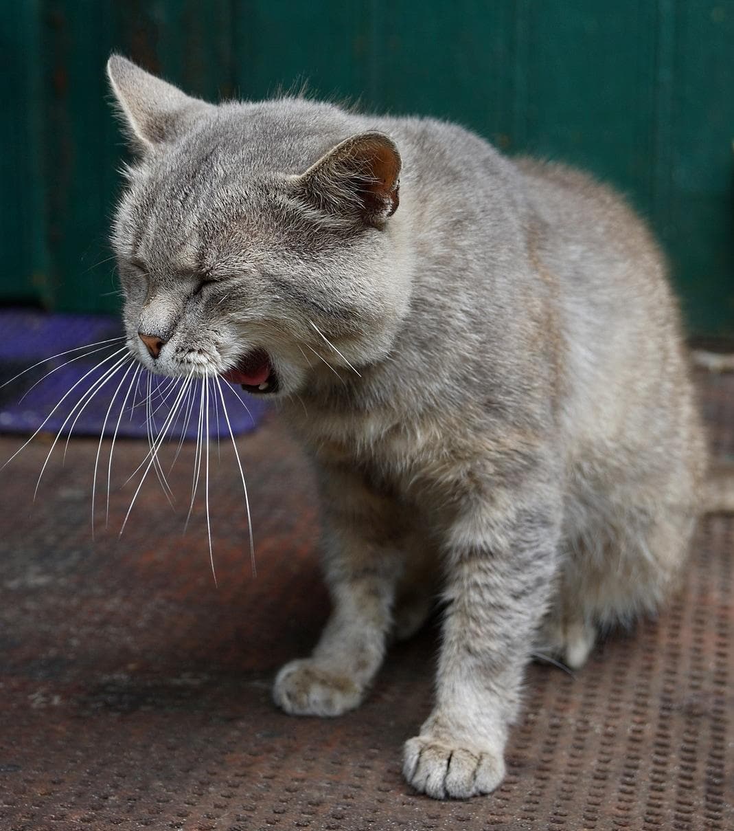 graue katze gähnend türschwelle