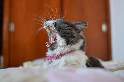 Gähnende grauweiße Katze mit rosa Kragen.