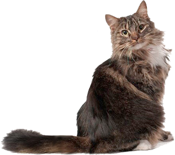 Katzen-Haarballen
