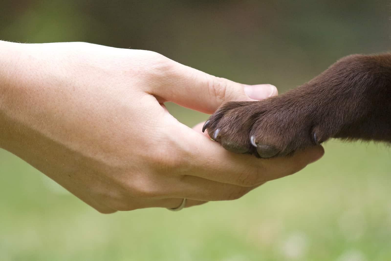 Eine-Hand-die-die-Pfote-eines-schokoladenbraunen-Labradors-hält-SW Eine Hand, die die Pfote eines schokoladenbraunen Labradors hält.