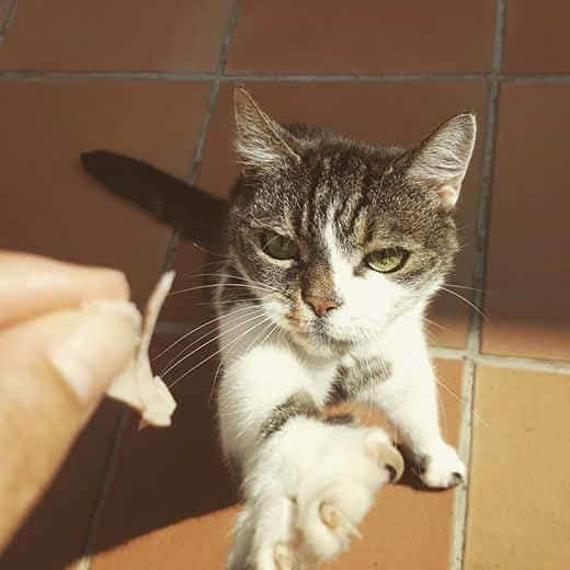 Eine Katze streckt sich in Richtung einer Hand, die ein Stück Schinken hält.