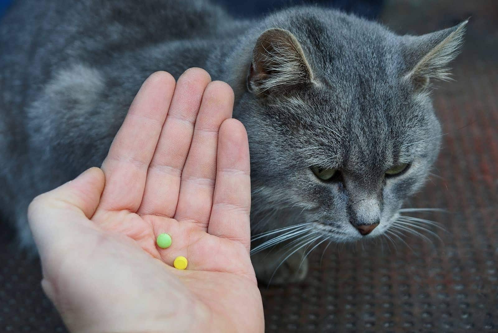 Eine Hand hält Pillen über einer grauen Katze.