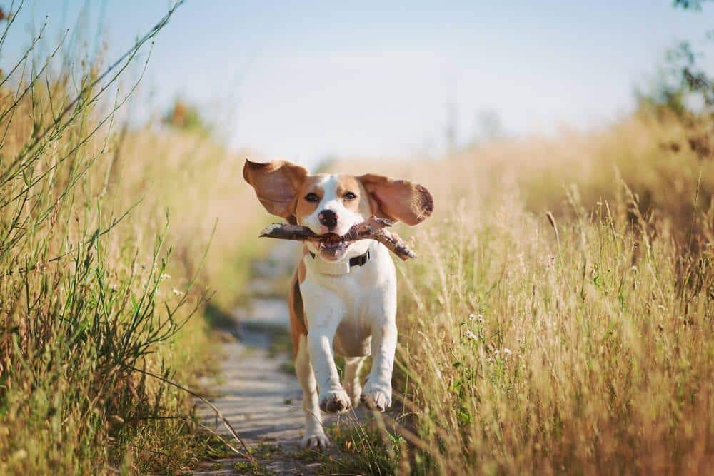 Beagle spielt
