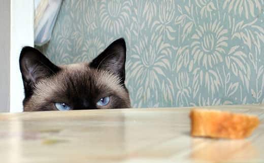 Blauäugige Himalayan-Katze, die über eine Tischplatte späht und eine Scheibe Brot betrachtet