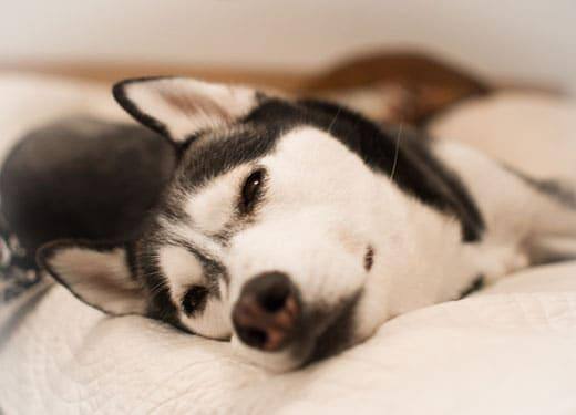 Nahaufnahme eines auf der Seite liegenden Huskys auf einem Bett.