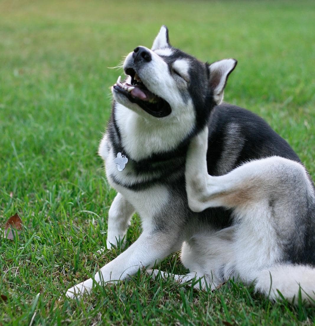 Ein sibirischer Husky kratzt sich im Garten