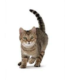 Bild Katze