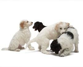 Puppy play