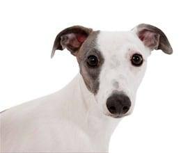 Hunde-Bild