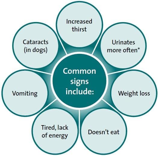 Caniner Diabetes