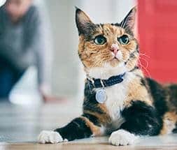 Katze und Haustierbesitzer in einem Bild