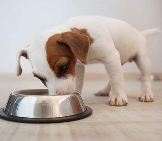 Jack Russell Terrier-Welpe, der aus einem silbernen Futternapf frisst.