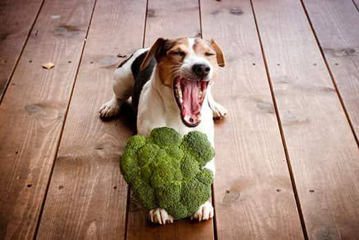 Ein Jack Russell Terrier liegt mit Brokkoli zwischen den Pfoten auf dem Holzboden und gähnt.