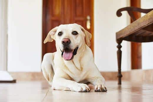 Labrador Retriever liegt zu Hause auf dem Boden.
