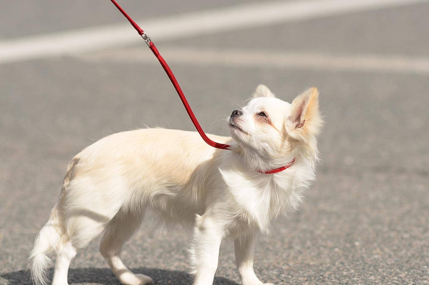 Ein langhaariger Chihuahua-Hund an der Leine sieht unglücklich aus in der prallen Sonne.