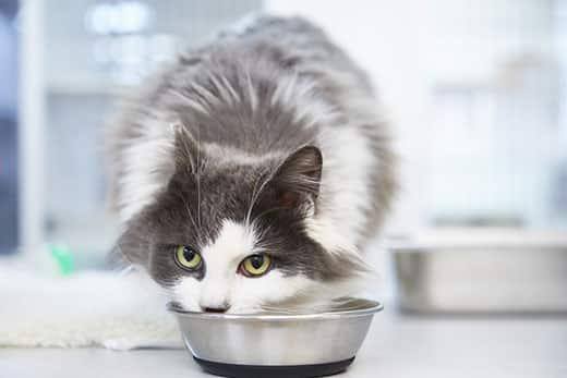 Eine langhaarige, grau-weiße Katze, die aus einem Napf frisst
