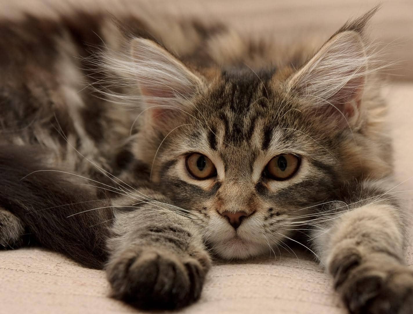 Maine Coon Kätzchen liegend, die Pfoten nach vorne ausgestreckt