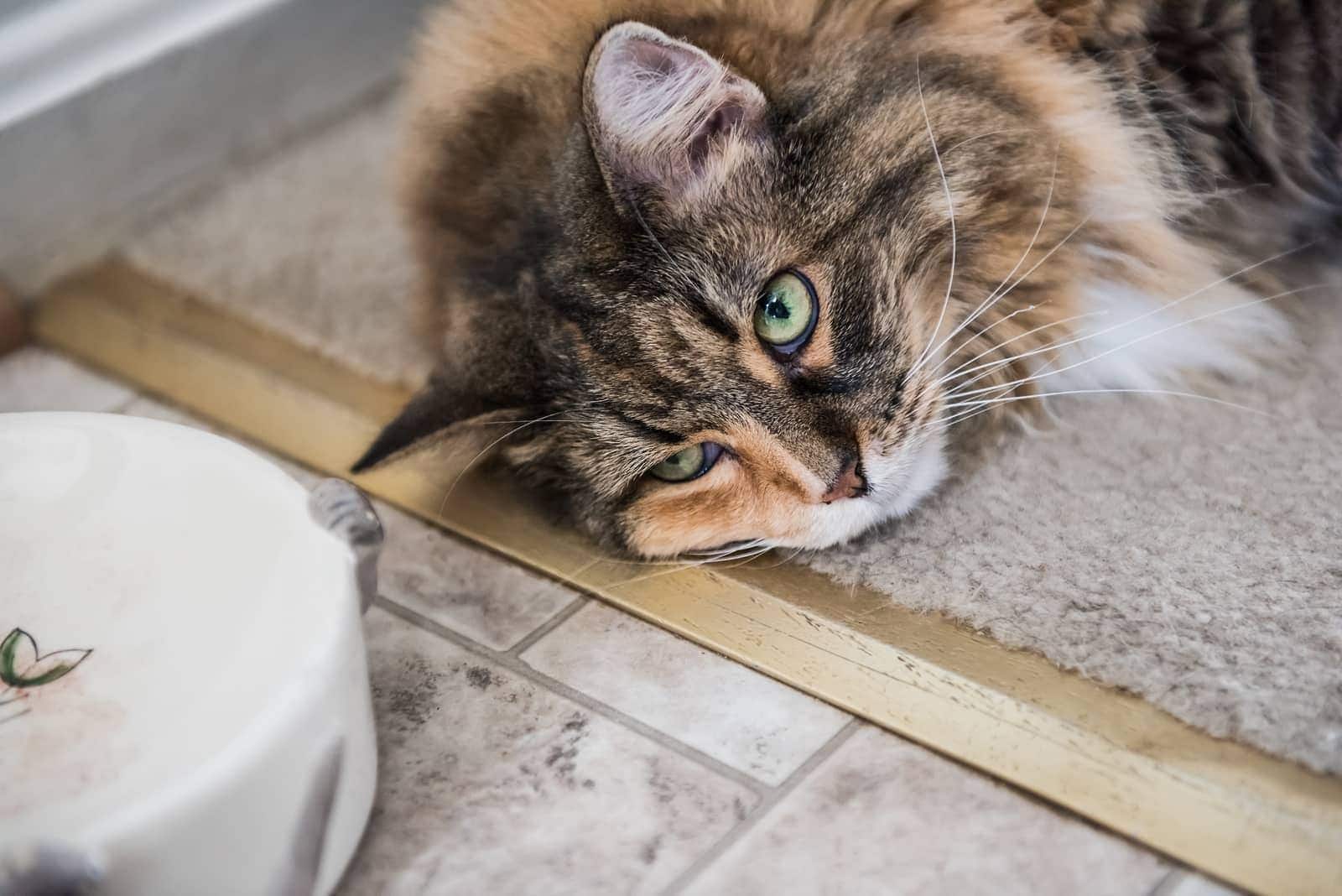Maine-Coon-Katze fällt neben dem Futternapf auf den Boden