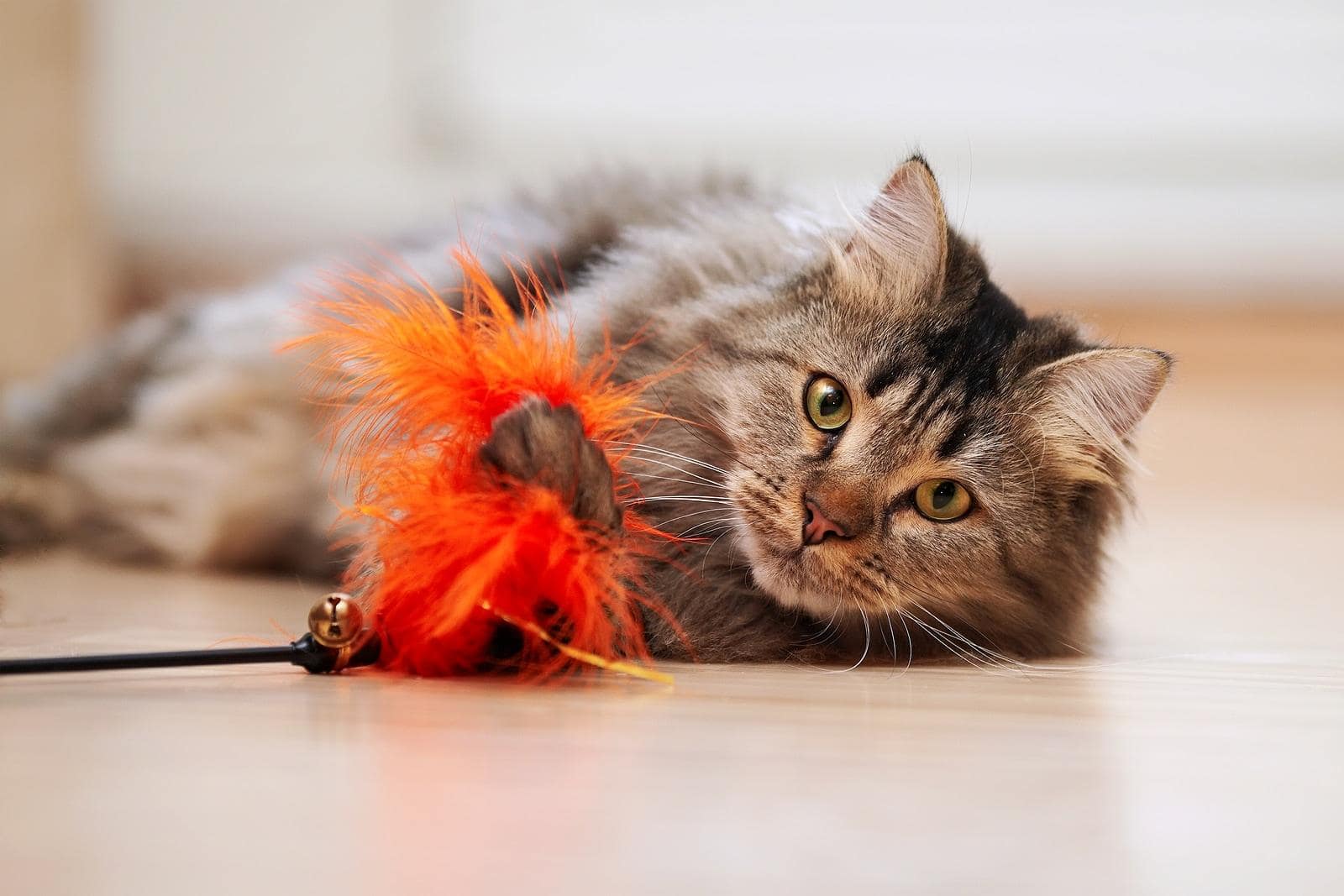 Maine-Coon-Katze spielt mit orangem Katzenspielzeug am Boden.