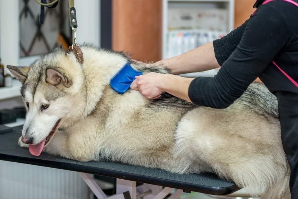 Ein Malamut  wird in einem professionellen Hundesalon gepflegt