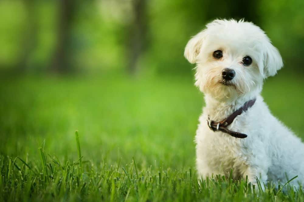süßer Malteserhund sitzt im Gras