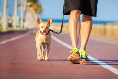 mit einem kleinen braunen Hund an einer Leine mit rotem Halsband neben einem Mann auf einer Strandpromenade.