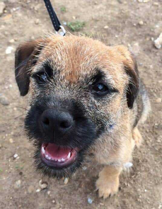 Monty the dog smiling