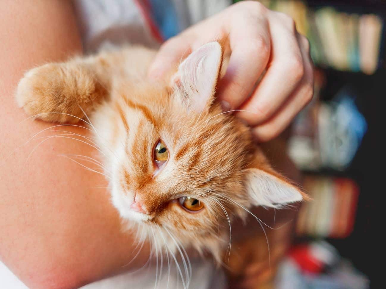 Arme, dieeine flauschige orangefarbene Katze halten