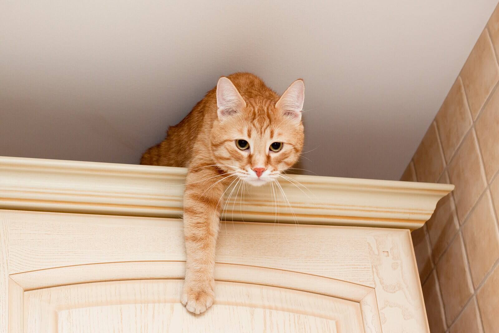 Junge, rote Tabbykatze auf einer Küchenarbeitsfläche.