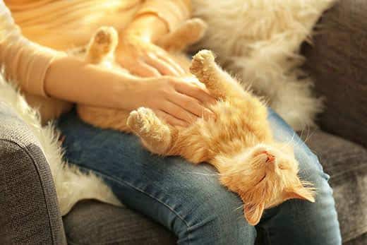 Orange getigerte Katze liegt auf dem Rücken im Schoß einer Frau, während sie ihre Brust streichelt.
