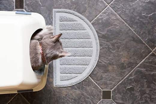 Draufsicht auf eine graue Katze, die ihren Kopf aus einer Katzentoilette steckt.