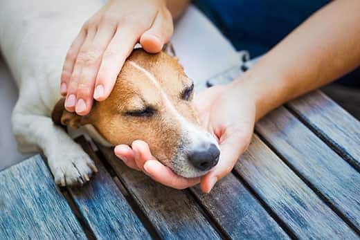 Person, die den Kopf eines Jack Russell Terriers hält, der auf einer Unterlage liegt.