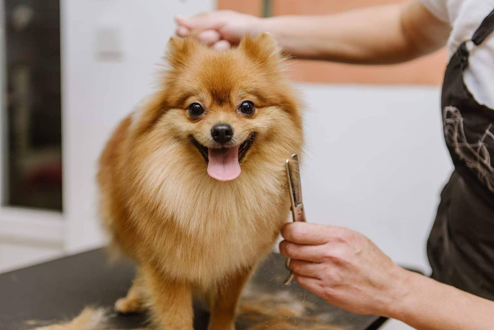 Blonder Spitz-Mischling wird gebürstet