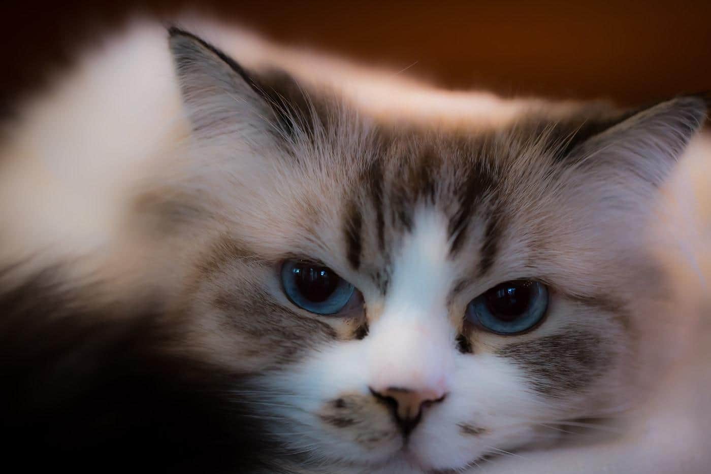 Schöne Ragdoll-Katze mit großen blauen Augen.