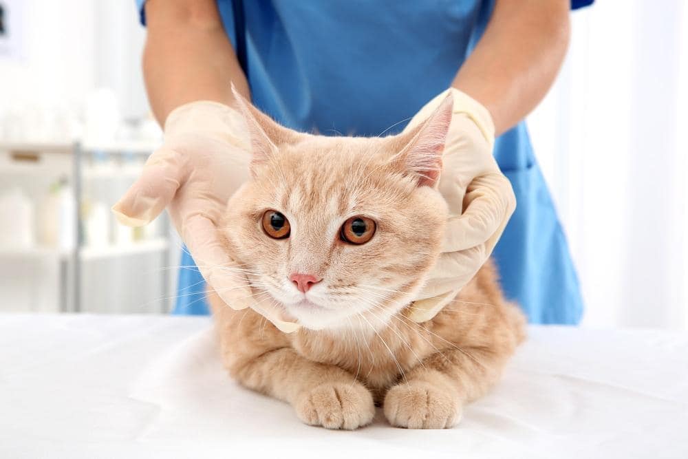 Rote Katze in Tierklinik