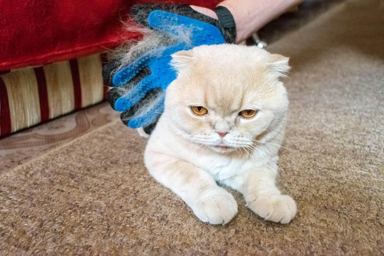 Überschüssige Katzenhaare mit einem Gummihandschuh entfernen.