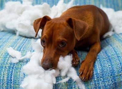 Brauner Hund liegt auf blauer Couch und sieht niedergeschlagen aus, nachdem er ein Kissen zerfetzt hat.