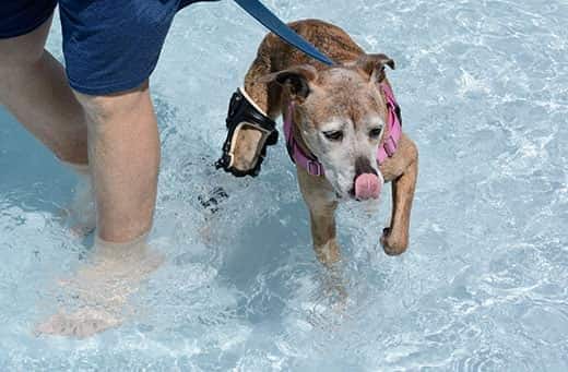 Älterer Boxermischling mit weißem Gesicht trägt eine Orthese beim Schwimmen im Pool.