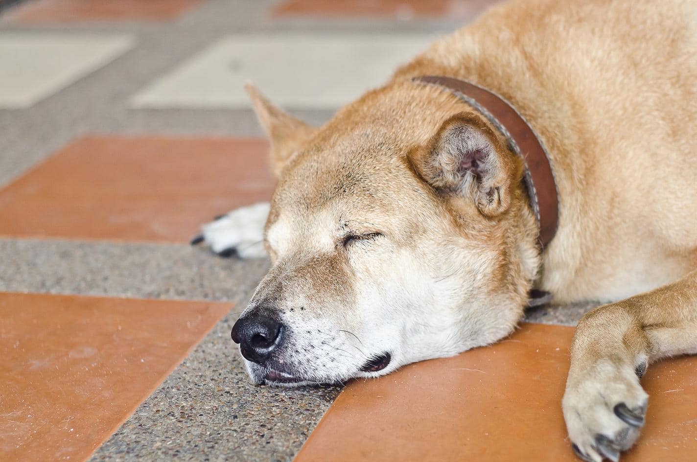 Shiba Inu dösend auf orange-grauem Fliesenboden